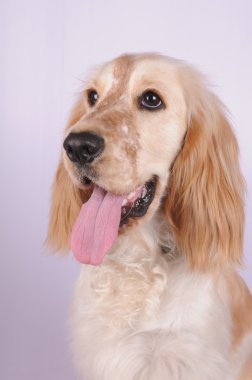 İngiliz cocker spaniel portre