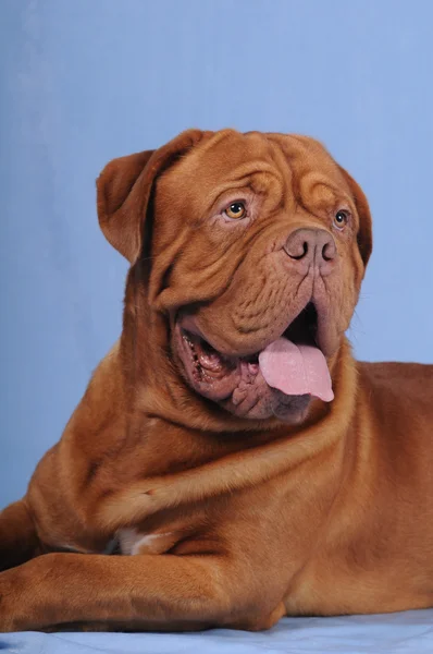 Porträt eines bordossohrigen Hundes — Stockfoto
