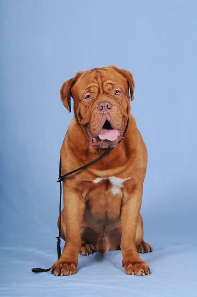 Портрет собаки з великим червоним кордоном — стокове фото