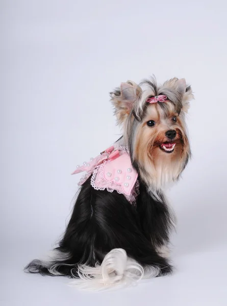Szép biver york kutya portré — Stock Fotó