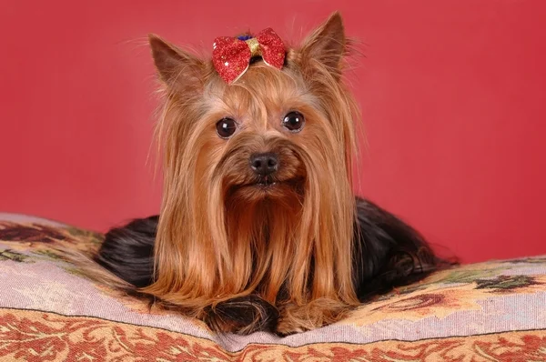 Pretty yorkshire terrier lying on the pillow — Stock Photo, Image