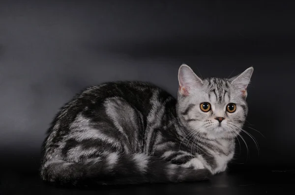 Escocês stright gato retrato — Fotografia de Stock
