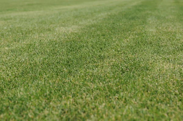 stock image Green grase closeup