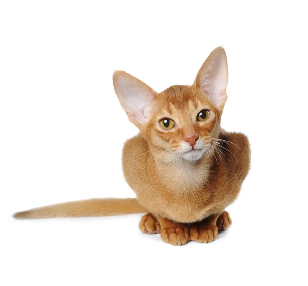 Red abyssinian sits isolated on white — Stock Photo, Image