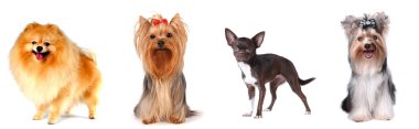 Group of lap dogs clipart