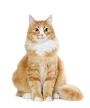 Lovely cat sits isolated on white clipart