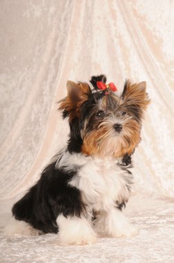 sevimli köpek yavrusu biver yorkshire Terrier