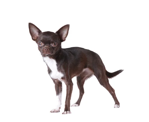 Retrato de Chihuahua aislado en blanco —  Fotos de Stock