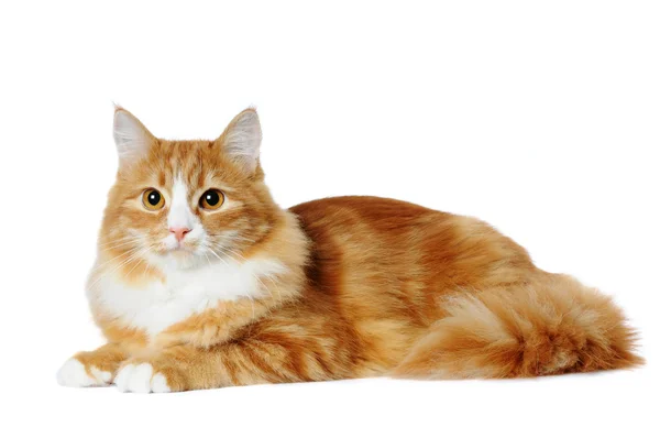 Кот смешанной породы из красного мрамора лежит изолированный на белом — стоковое фото