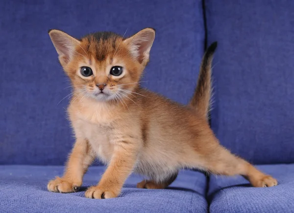 Little abyssinian kitten ruddy color — Stock Photo, Image