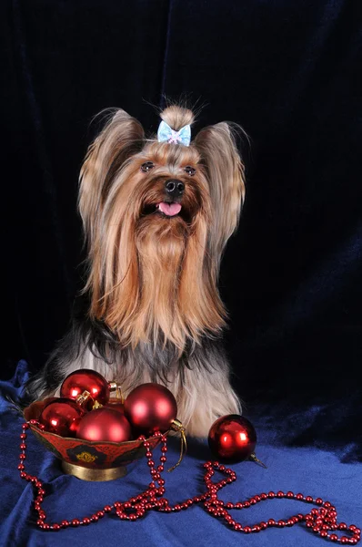 Yorkshire terrier z świątecznych dekoracji — Zdjęcie stockowe