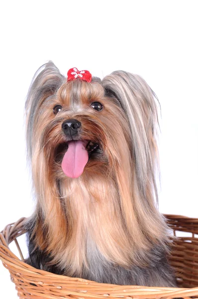 Yorkshire terrier in de mand isolted op wit — Stockfoto