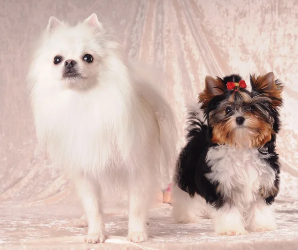 Due cagnolini — Foto Stock