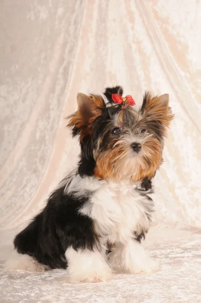 Pequeño lindo cachorro de biver yorkshire terrier —  Fotos de Stock