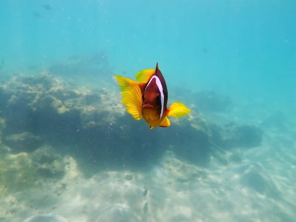 stock image Clownfish under water