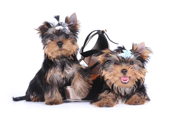 Два йорширских щенка с туфлей — стоковое фото