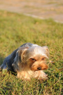 Ashamed yorkshire terrier clipart