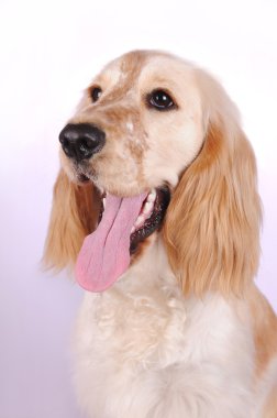 İngilizce kocker spaniel köpek portresi