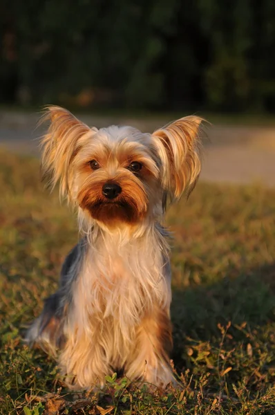 约克夏犬为肖像在夕阳的光辉 — 图库照片