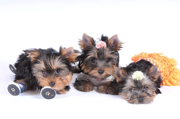 Drie pups van yorkshire terrier — Stockfoto