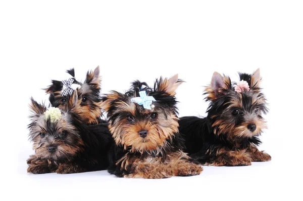Portrait of four puppies — Stock Photo, Image