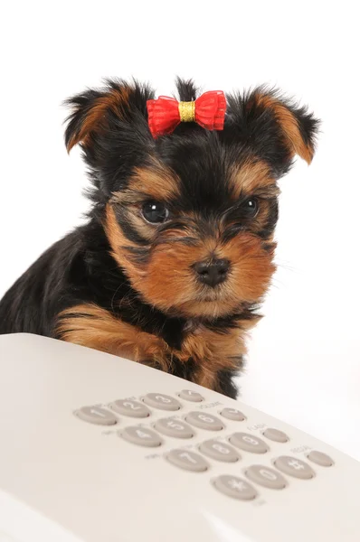 Yorkshire hundvalp stående med telefon — Stockfoto