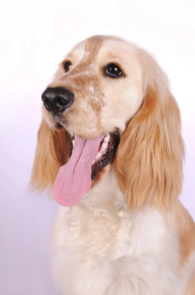 Portret psa spaniel angielski kocker — Zdjęcie stockowe