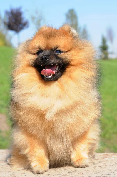 stock image Happy spitz is smiling