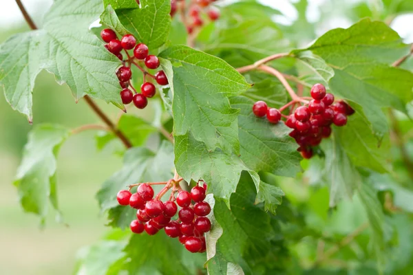 stock image Snowball tree