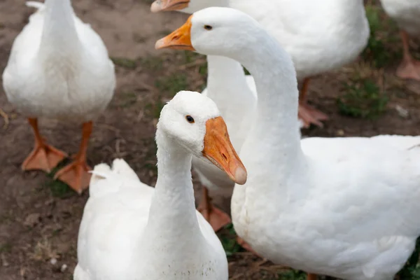 stock image Some gooses