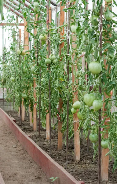 Tomat som växer i växthus — Stockfoto