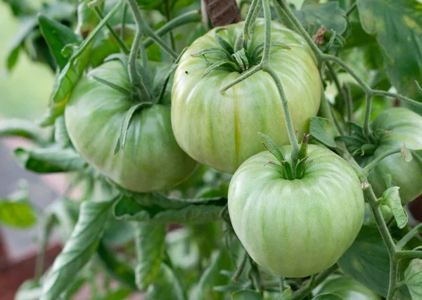 Зеленые помидоры на грядке — стоковое фото