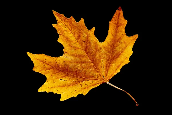 stock image Autumn leaf.