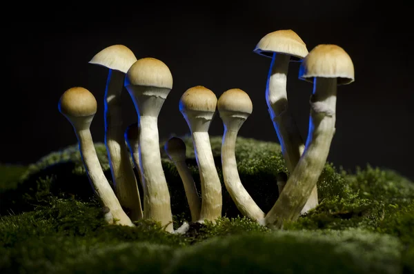 Magic Mushroom — Stock Photo, Image