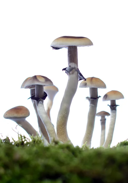 Magic Mushroom — Stock Photo, Image