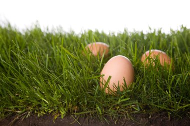 Fresh eggs in grass clipart