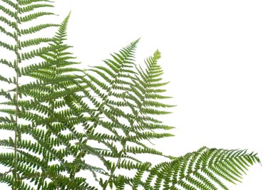 Border of ferns clipart