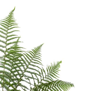 Border of ferns clipart