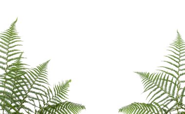 Border of ferns clipart