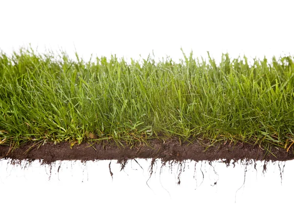 Krople rosy trawy — Zdjęcie stockowe