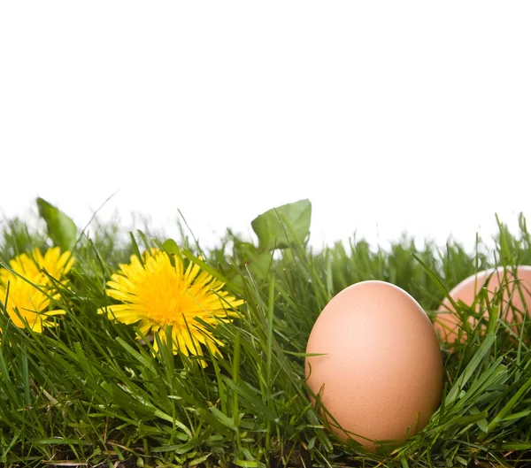 stock image Fresh eggs in grass