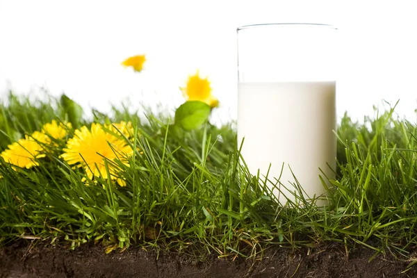 stock image Fresh glass of milk