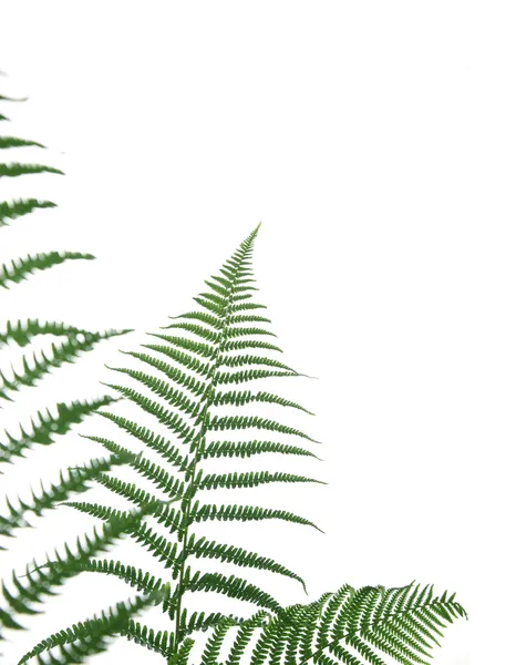 Stock image Border of ferns