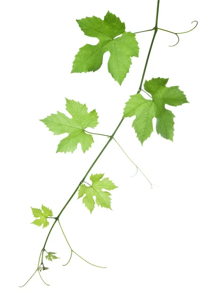 Folhas de uva — Fotografia de Stock