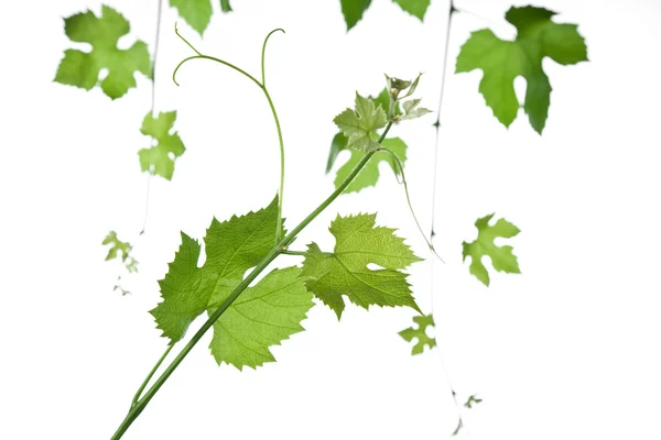 Grape-leaves — Stock Photo, Image