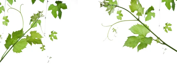 Hojas de uva — Foto de Stock