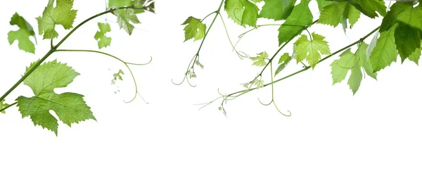 Hojas de uva — Foto de Stock