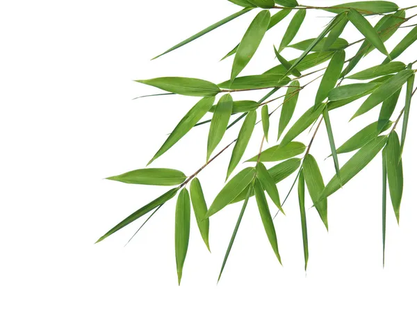 Bamboo- leaves — Stock Photo, Image