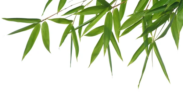 Bambu-blad Stockfoto