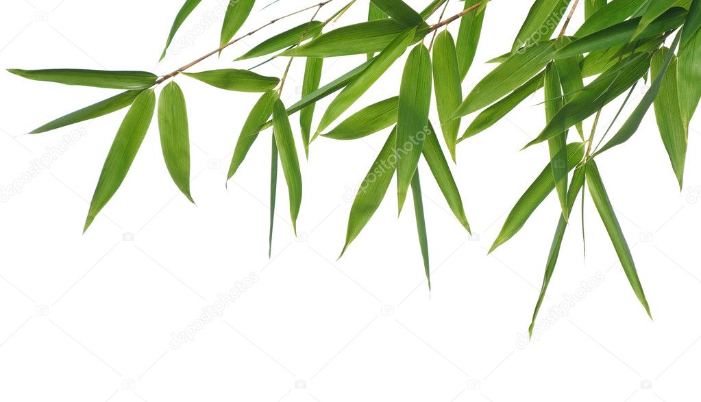 Bamboo Leaves Stock Photo Image By C Twixx